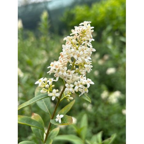Ligustro comune "Ligustrum vulgare" pianta da siepe h 100/120 cm (1/5)