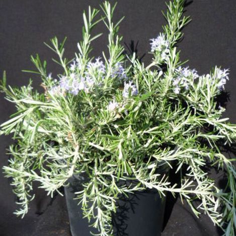 Romarin Pointe du Raz/Pot de 7,5L - 60/80 cm (1/5)