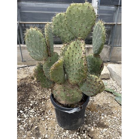 OPUNTIA STRICTA POT 50