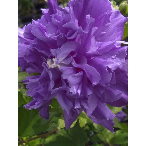 Mauve en arbre 'French Cabaret Purple' Pot de 3L/4L (1/2)