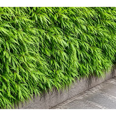 Gardenaria Fargesia Rufa - Fargesia rufa - Bambù ornamentale da esterno - Altezza: 50/80 cm (vaso18)