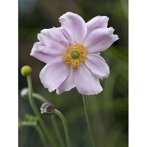 Anémone du Japon 'Septemberglanz' Godet de 8/9 cm (1/2)