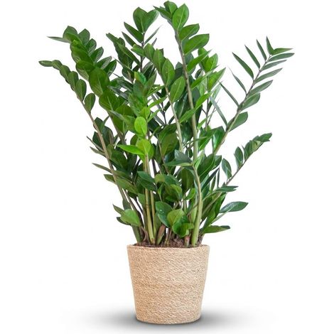 Zamioculcas Zamiifolia Plante ZZ avec Panier en Jonc de Mer Naturel 80 cm Ø 21 cm - PANGIVO (1/4)