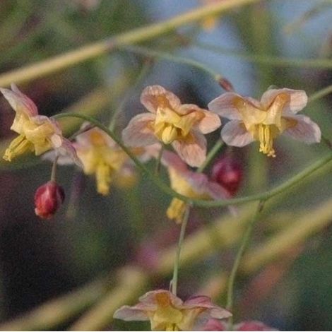 4 x Fleur des elfes  - Epimedium pinnatum 'Black Sea'  - godet