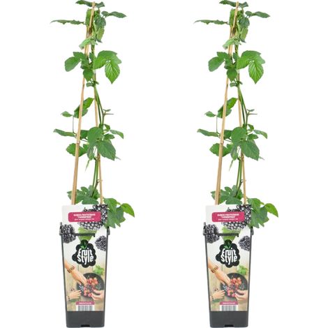 Bloomique - 2x Rubus Fruticosus 'Thornfree' - Mûrier - Plantes fruitières - Plantes de jardin - Résistant à l'hiver - ⌀14 cm - Hauteur 60-70cm (1/5)