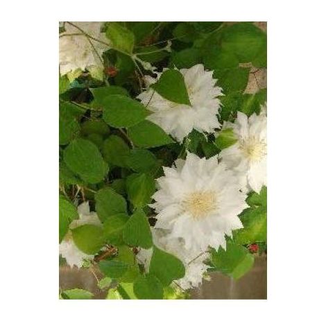 Clématite 'Delphine®' Pot de 2L/3L (1/2)