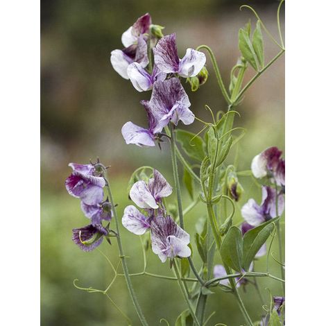 Pois de senteur 'Wiltshire Ripple' le sachet de 20 graines (2g) (1/2)