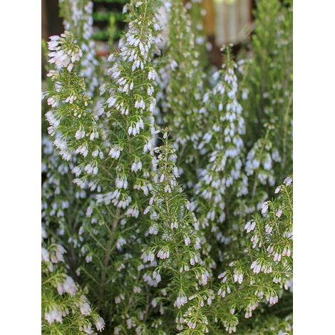 Bruyère en arbre 'Pink Joy' Pot de 4L/5L (1/2)