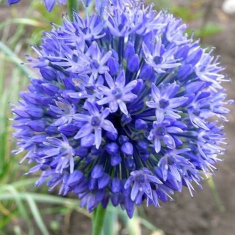 Ail d'ornement bleu/Godet