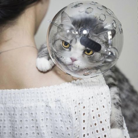 Muselière respirante pour chaton, casque d'astronaute pour le toilettage et la coupe des griffes (1/4)