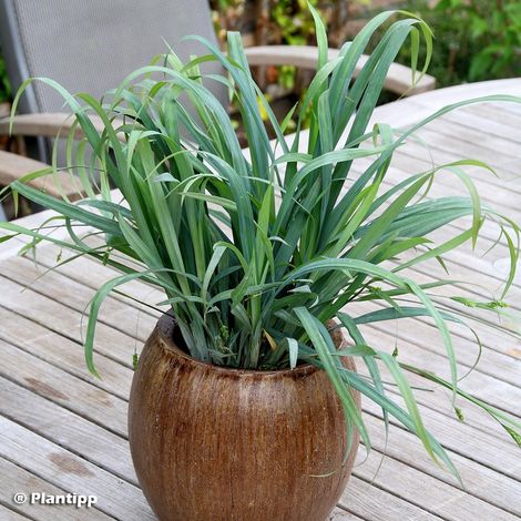 Laîche 'Bunny blue' Pot de 2L/3L