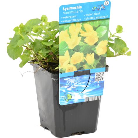 Bloomique - Lysimachia Nummularia - Herbe aux écus - Plantes de bassin - Plantes aquatiques - Résistante au gel - 10-20 cm de haut - Pot 9 cm