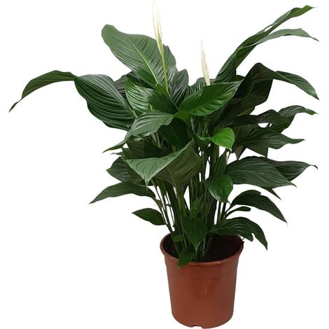 Spathiphyllum Sweet Silvana - Lys de la Paix - Plante d'Intérieur Dépolluante - Ø24 cm H80 cm - PANGIVO (1/4)