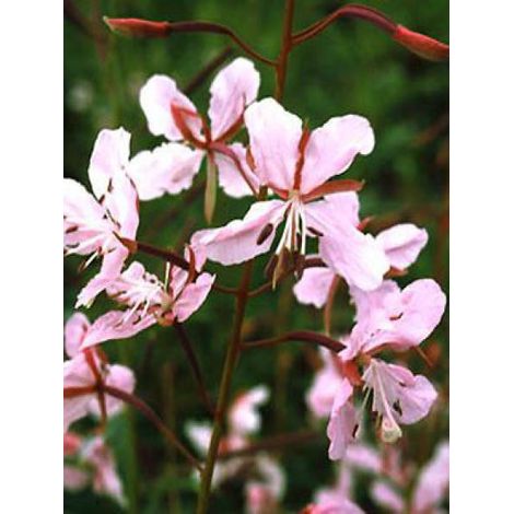 Épilobe, Laurier de Saint-Antoine 'Stahl Rose' Godet de 8/9 cm (1/2)