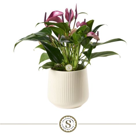 Plante Verte Anthurium Blanc avec Pot en Céramique Nervuré Brillant Ø 16 cm H 40 cm - PANGIVO