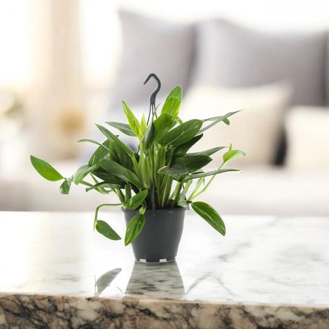 Gardenaria Philodendron 'Cobra' - Pianta da interno ornamentale - Altezza: 35 cm (vaso 14) (1/5)