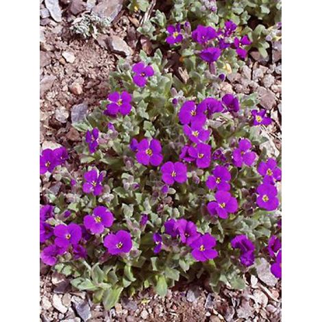 Aubriète 'Cascade Purple' Godet de 8/9 cm (1/3)