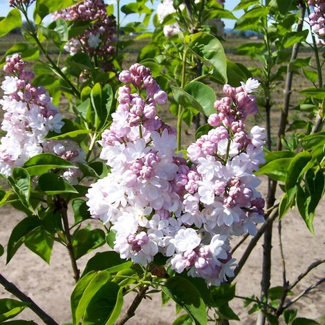 Lilas commun  - Syringa vulgaris 'Belle De Nancy'  - 40-60 cm pot
