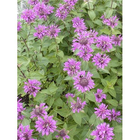 Monarde 'Tetraploid ' Godet de 8/9 cm (1/3)