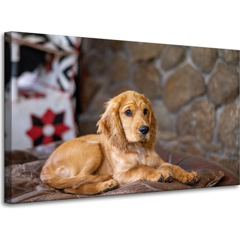 Leinwanddruck Tiere Cocker Spaniel Hund 100x60 cm