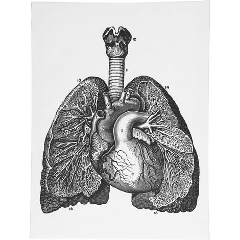 Toile d'Anatomie Rétro - Art Mural Décoratif pour Salle de Classe ou Bureau