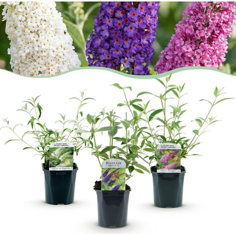 Lot de 3 Arbres aux Papillons Buddleja davidii Tricolore Bleu Rose Blanc Pot 17cm Hauteur 45cm - PANGIVO (1/5)