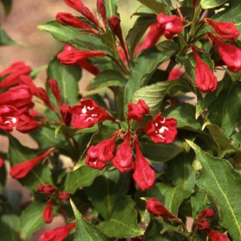 Weigela 'Red Prince' - 50-60 cm pot