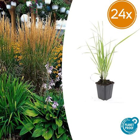 Lot de 24 Calamagrostis acutiflora 'Karl Foerster' Graminée Ornementale 10-25 cm Pot Ø 9 cm - PANGIVO (1/5)