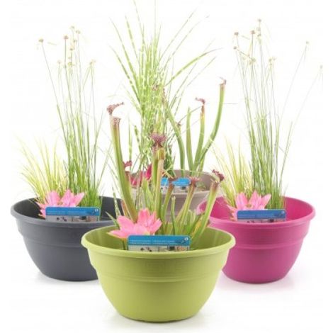 Kit de 3 plantes aquatiques en mini-bassin - Gris anthracite