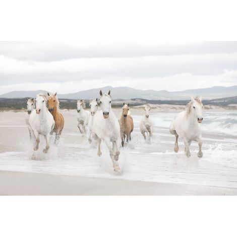 Komar White Horses 368 x 254 cm, Papier peint panoramique 8-986, photomurale sur intissé (1/3)