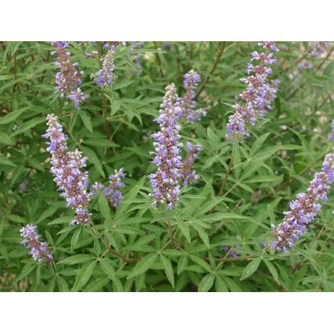 Gardenaria Vitex agnus-castus 'Galactic Pink' - Arbusto ornamentale da giardino - Altezza: 40/50 cm (vaso18) (1/5)