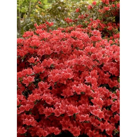 Azalée japonaise 'Girard's scarlet' Pot de 2L/3L