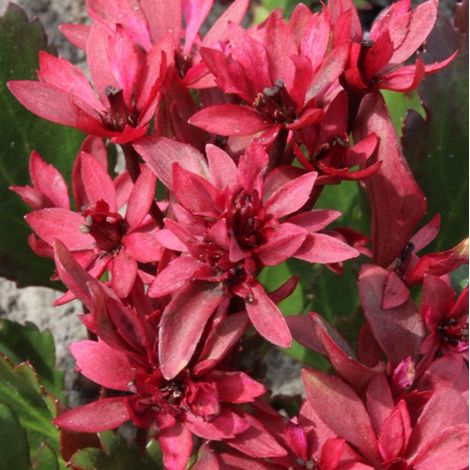 4 x Mukgenia hybrida 'Nova Flame' - godet 9x9 cm (1/5)