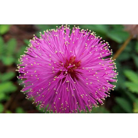 Mimosa Pudica Sensitiva - vaso 17 cm H40 cm (1/4)