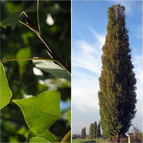 Planta de Populus Nigra - Chopo. Altura 30 - 40 Cm