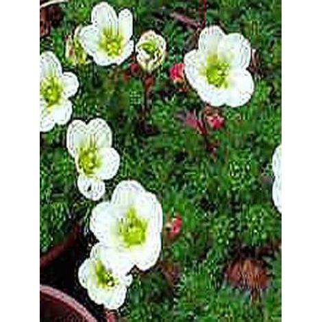 Saxifrage d'Arends 'White Pixie' Godet de 8/9 cm (1/2)