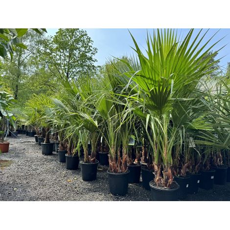 Palmier Washingtonia Robusta multi-troncs – 140–160 cm avec pot (1/5)