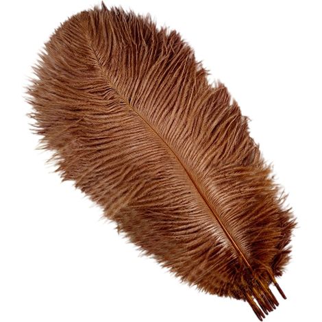 10 Plumes d'autruche, 30-35 cm, naturelles, marron, pour décoration mariage et maison (1/5)