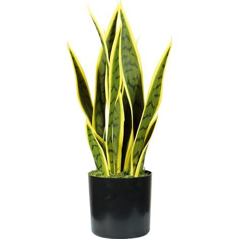 PLANTES DE SANSEVIERY H. 45 cm 12 FEUILLES