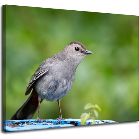 Lienzo impreso con animales: Pájaro sentado, 100x80 cm.