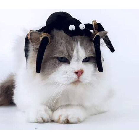 Jouet pour chat araignée d'Halloween avec copeaux de bois pour la dentition - Jouet amusant pour chat avec pattes d'araignée noires (1/5)