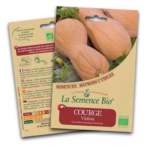 La semence Bio - Courge violina