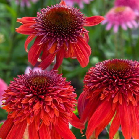 4 x Rudbeckia pourpre 'Eccentric'® - godet 9x9 cm (1/5)
