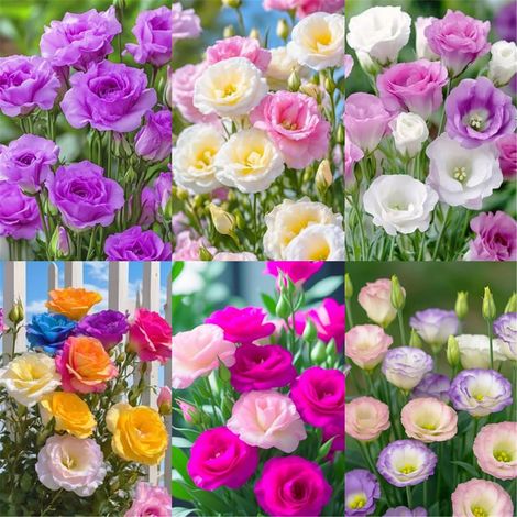 1000 Graines de Lisianthus Mélangé – Eustoma à Floraison Double, Fleurs Décoratives Non-OGM, Idéal Massifs, Balcon et Jardin (1/5)