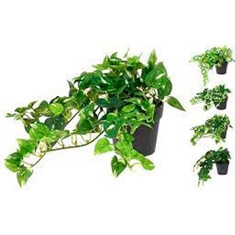 PLANTA ARTIFICIAL POTO 25 CM SURTIDA
