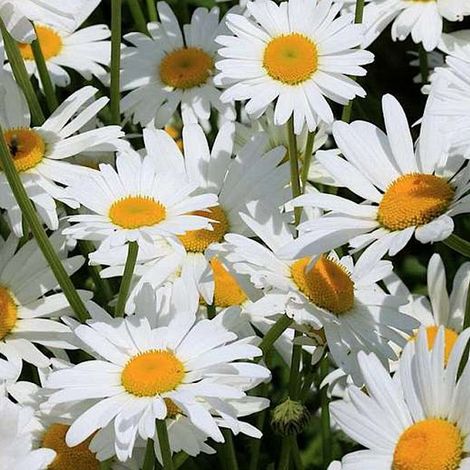 4 x Marguerite - Leucanthemum 'Silberprinzesschen' - godet 9x9 (1/4)