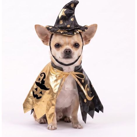 Déguisement pour Chiens et Chats avec Chapeau et Cape Noire et dorée à Motifs de Lune, d'étoile et de Citrouille. (1/5)