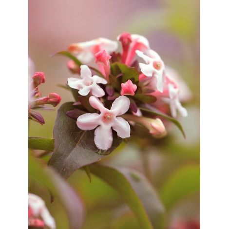Abélia parfumé 'Monia' Pot de 3L/4L (1/2)