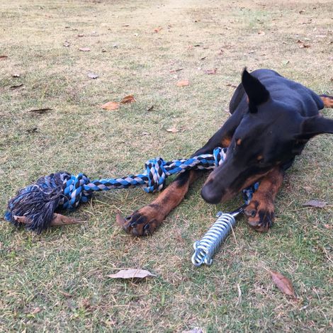 Corde à ressort pour chien, jouet de tir à la corde pour chien, corde d'exercice pour animaux de compagnie en extérieur (1/5)