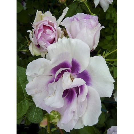 Rosier de Perse 'Blue Eyes' Pot de 4L/5L (1/4)